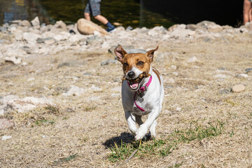 jack russell terrier running feliz en tierra 