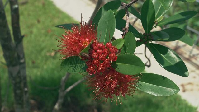 Xanthostemon youngii, commonly known as crimson penda or red penda, is a tree species that is endemic to North Queensland. It has showy red flowers but is difficult to keep in cultivation.