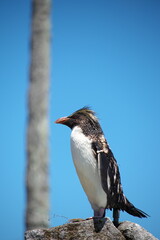 イワトビペンギン