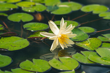 Obraz na płótnie Canvas Water lilies on a pond