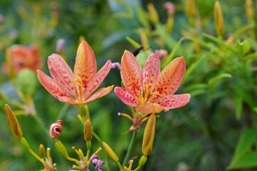 ヒオウギ（檜扇、桧扇、日扇）