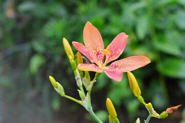 ヒオウギ（檜扇、桧扇、日扇）