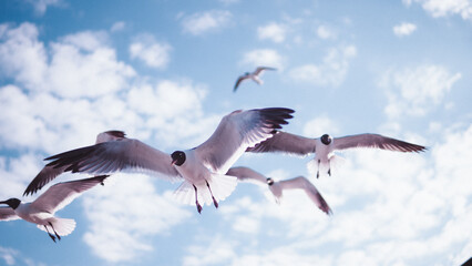 seagulls in flight