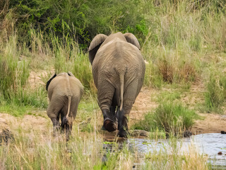 Naklejka na ściany i meble Mother and baby African elephant walking on the savanna. Kruger National Park.