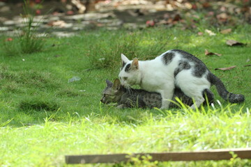 Naklejka na ściany i meble a couple of cats that are getting married