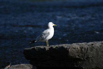 Ring-billed Gull standing on a rock in the river