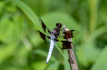 Fototapeta premium dragonfly on a branch