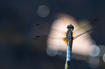 blue dragonfly