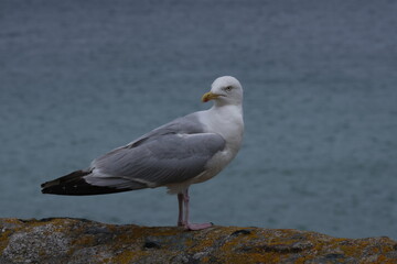 Fototapeta na wymiar Coastal Grace: Elegant Seagull Embodies the Spirit of England's Seaside