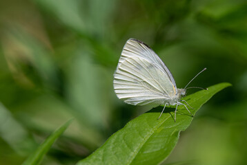 butterfly on a leaf