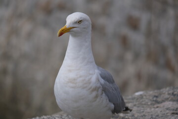 Obraz premium Feathers of the Isles: Graceful English Seagull