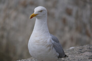 Feathers of the Isles: Graceful English Seagull