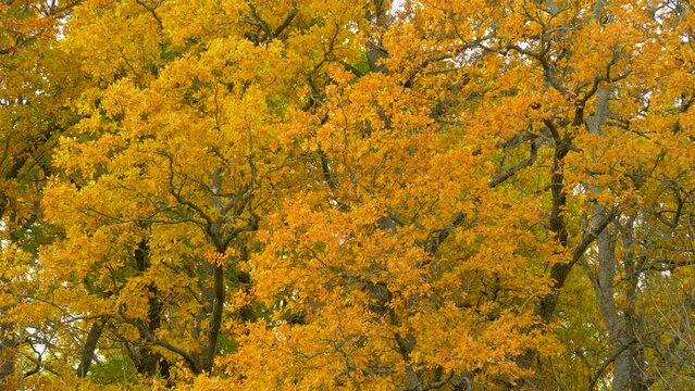Autumn tree leaves background. Golden autumn scene in park with yellow foliage