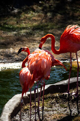 Pink flamingos in water in Maryland Zoo in Baltimore