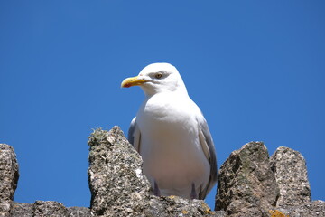 The Coastal Ambassador: English Seagull Soaring with Coastal Charm