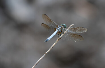 dragonfly on a branch