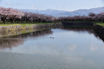 五稜郭の濠と桜