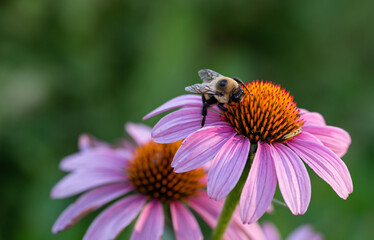 bee on a flower