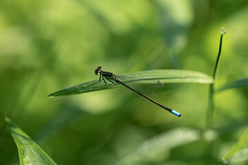 dragonfly on a leaf