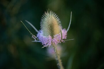 thistle in bloom