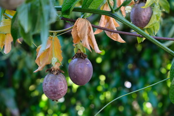 Passion fruit is wilted and slowly dying.