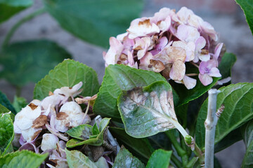 Hydrangea, Flower rotten on the tree. Flower rotten on the tree. Diseases in the plant. Fungal,...