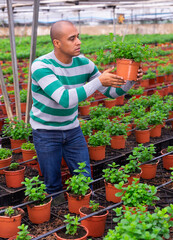 Colombian man farmer holding pot with natural fresh mint at greenhouse farm