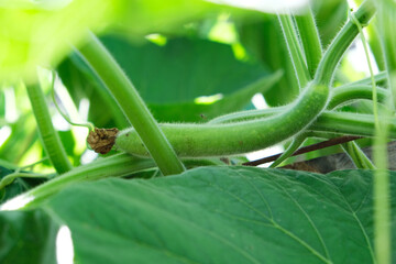 Young calabash in the vine.