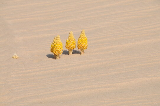 Desert flowers - Cistanche Tubulosa