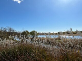 reeds on the beach