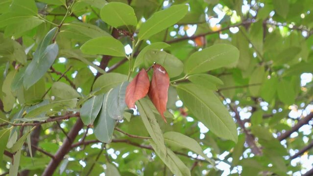 Walnut tree leaves grow in shade in garden closeup. Green and orange wide leaves gently sway in wind on long branch on sunny autumn day