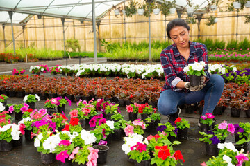 Fototapeta na wymiar Skilled female florist engaged in cultivation of flowers in greenhouse