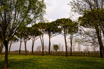 Landscape with trees in the rural side of Meolo Town, Veneto, Italy.
