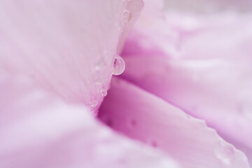 雨上がりのピンクの花びら
