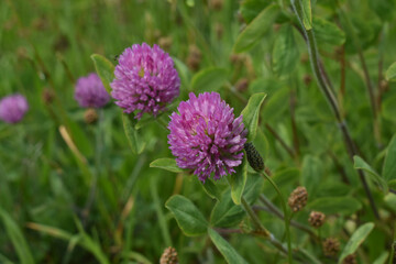 The beautiful pink ball flowers on the plain green field in Sapporo Japan