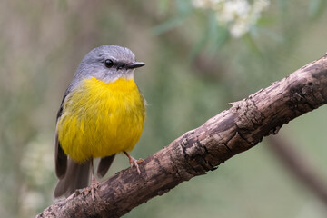 Eastern yellow robin (Eopsaltria australis) perching in the forest, Sydney, Australia