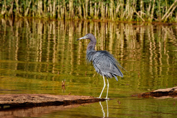 Little Blue Heron fishing in a lake.