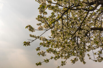 Branches with yellow leaves against sky near Meolo Town, Veneto, Italy.