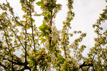 Obraz premium Branches with yellow flowers against the sky near Meolo Town, Veneto, Italy.