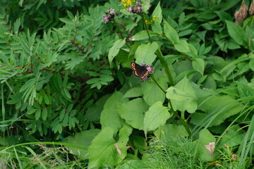 ８月の千畳敷カールに咲くクロトウヒレンと吸蜜に飛んできたクモマベニヒカゲ