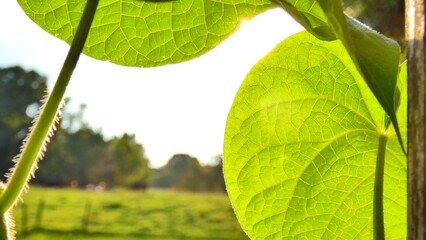 green leaves in the sun
