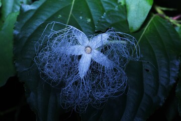 Japanese snake gourd flowers. Cucurbitaceae perenniial vine. Blooms from July to September. It blooms from sunset to night to attract moths for pollination.