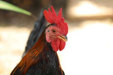 The fighting cock in garden nature farm at thailand