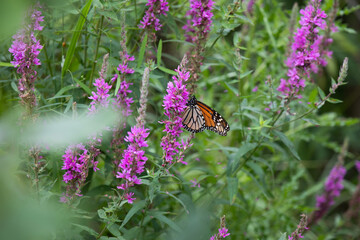 A monarch butterfly along a boardwalk trail through a marsh in Ontario.