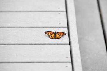 A monarch butterfly along a boardwalk trail through a marsh in Ontario.