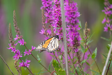 A monarch butterfly along a boardwalk trail through a marsh in Ontario.