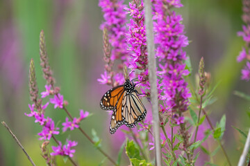 A monarch butterfly along a boardwalk trail through a marsh in Ontario.