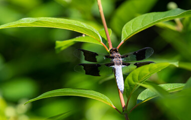 dragonfly on a plant