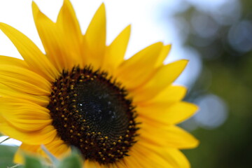 Naklejka premium close up of sunflower