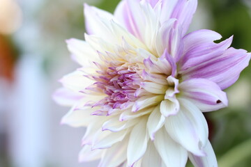 White Dahlia Flower